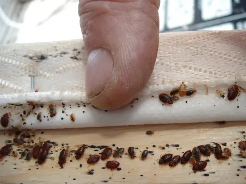Bug Pest Control