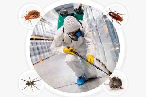 Customized pest control plan for a Dubai property