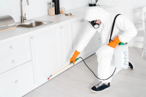 Exterminator treating a kitchen cabinet for pests