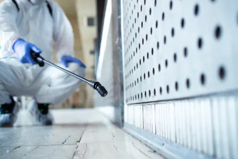Hidden pest problems in Dubai properties