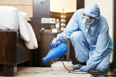 Professional pest control services for Dubai homes