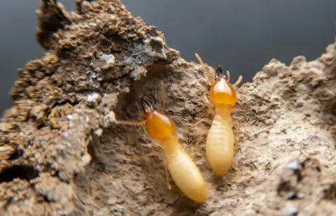 Termite Treatment in Dubai